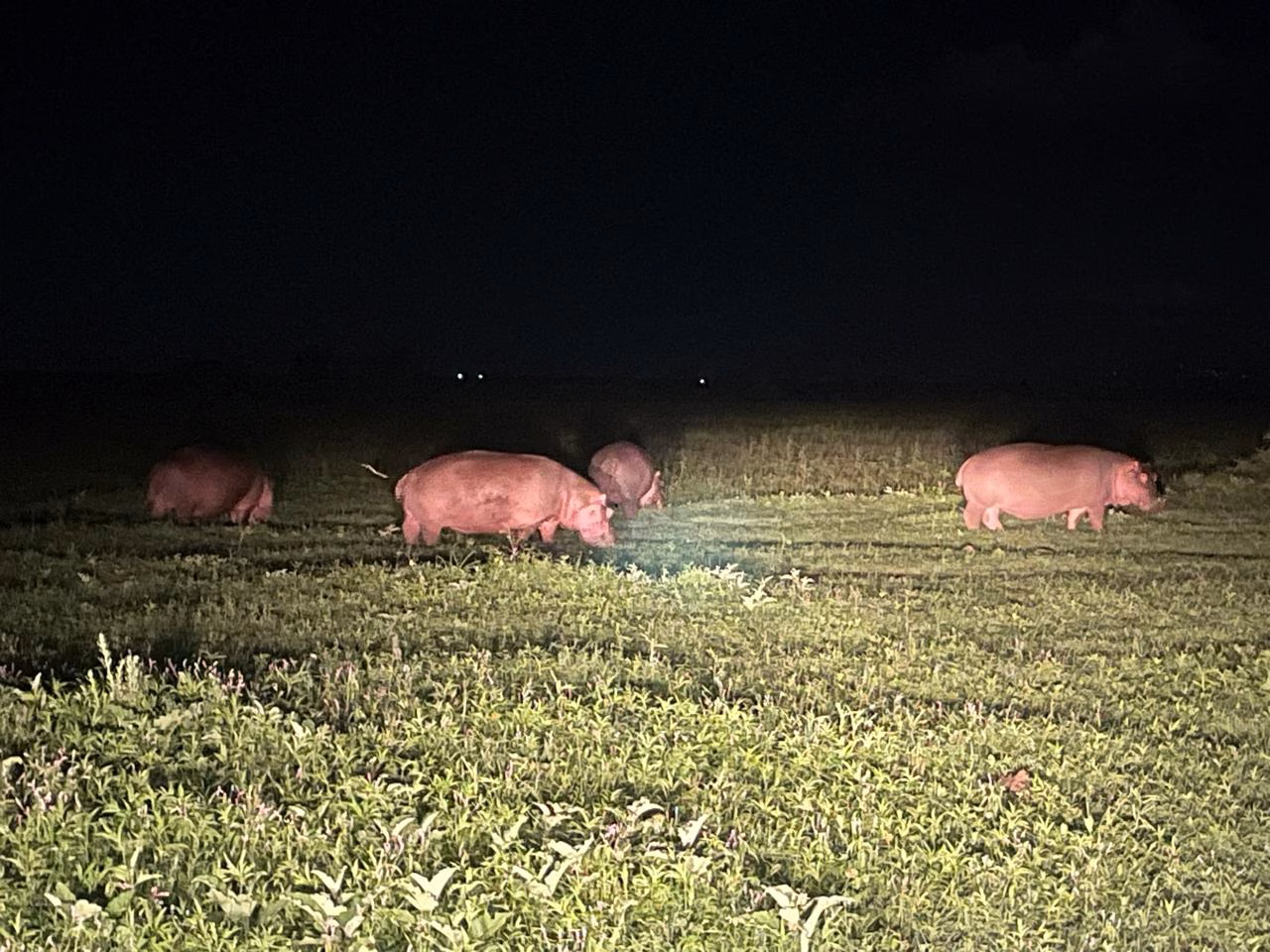 hippos during a night game drive at ziwani tsavo west