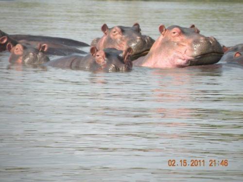 Hipopótamos en Naivasha